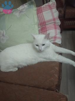 1 Yaşındaki İran Cinsi Kedimize Gelin Arıyoruz