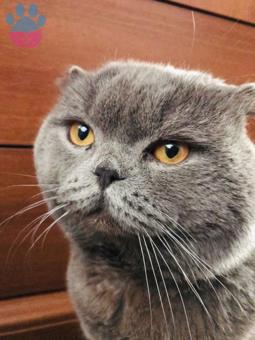 Scottish Fold Oğluma Kız Arıyorum☺️