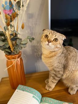 Scottish Fold Simbaya Eş Arıyoruz ?