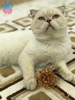 ?Fold Oğlumuz Tombiğe Acil Eş Arıyoruz?