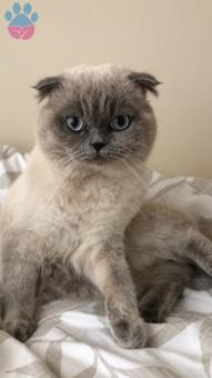 Scottish Fold oğluma eş arıyorum ❤️