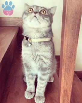 British Shorthair Cinsi Hungio Oğlum Dişi Eş Arıyor