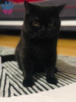 Gölge Bey , Gelinini Arıyor ?