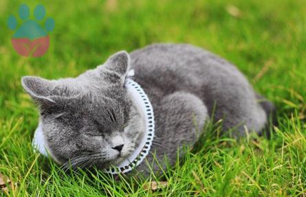 British shorthair kızıma eş arıyorum