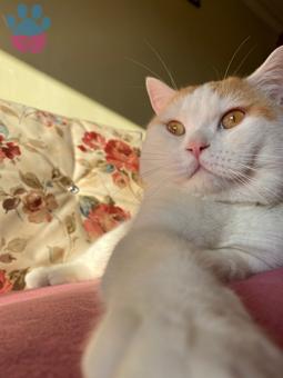 British Shorthair Oğluma Dişi Eş Arıyorum