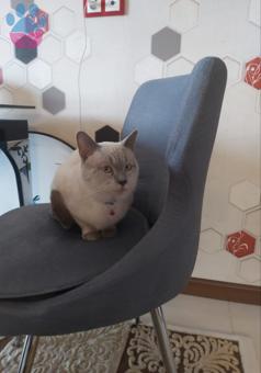 ACİLL❗️ Yakışıklı Oğluma Güzel Gelin Aramaktayım