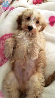 Maltipoo Oğlumuza Eş Arıyoruz