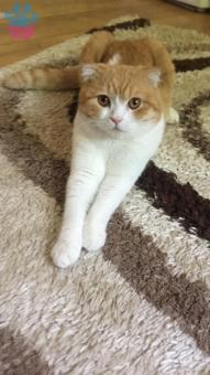 16 Aylık Scottish Fold Oğluma British Eş Adayı Aranıyor