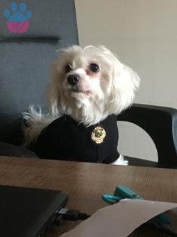 Maltese Terrier Cinsi Oğlumuza Eş Arıyorum