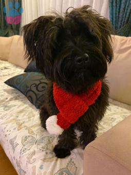 İzmir Malta Terrier Köpeğime Eş Arıyorum