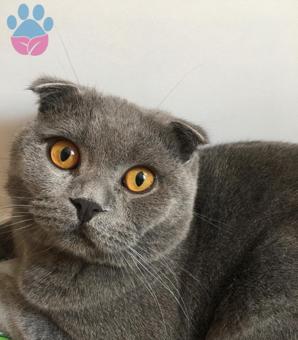 11 Aylık Kızgınlıkta Oğlumuz?