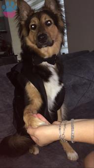 1 Yaşında Black tan Border Collie