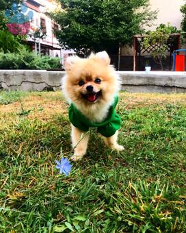 Pomeranian Boo Cinsi Oğlumuz Bobby♥️ Eş Arıyor