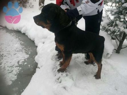 Rottweiler Hektoruma Eş Arıyorum 5 Yaşında