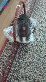 Russian Blue Kedime Eş Arıyorum