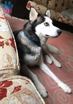 Sibirya Kurdu Oğlumuza Eş Arıyoruz