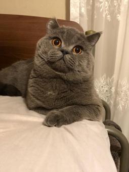 2 Yaşında British Shorthair Oğluma Eş Aranıyor