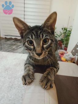 Paşama Gelin Adayı Varmı Acaba ☺️