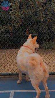 Akita Inu Cinsi Kızımız Arel&#8217;e Eş Arıyoruz