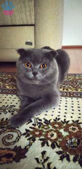 Scottish Fold Duman Bey taliplerini bekliyor⭐