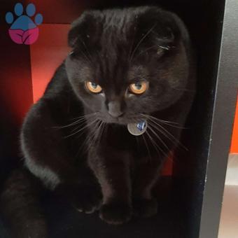 Scottish Fold Oğlumuz Kömür&#8217;e Eş Arıyoruz