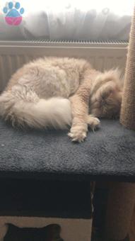 2 Yaşında İran Kedisi Oğluma Eş Arıyorum