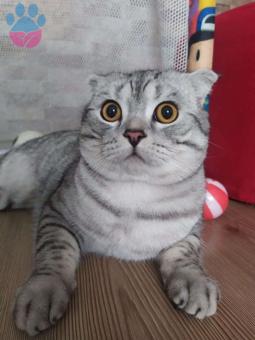 1 Yaşında Scottish Çakıl&#8217;a Eş Arıyoruz