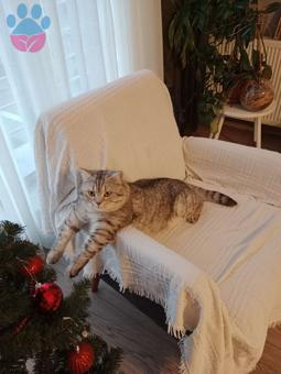 British Shorthair Silver Oğlumuza Eş Arıyoruz