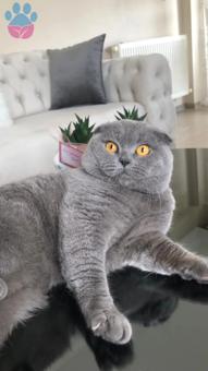 Scottish Fold 3 Yaşında Dumana Eş Arıyoruz