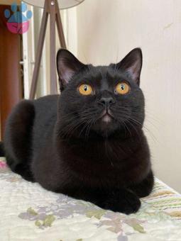 British Shorthair 1.5 Yaşında Oğluma Eş Arıyorum