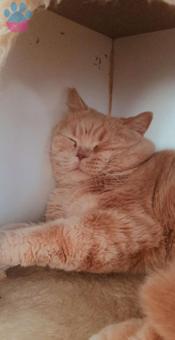 British Shorthair Cinsi Kedime Eş Arıyorum