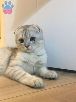 British Shorthair dişi eş arıyorum