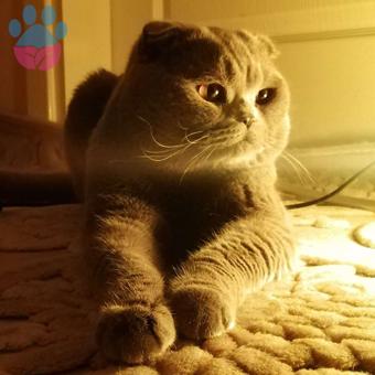 Scottish Fold Yakışıklı Oğluma Eş Arıyorum