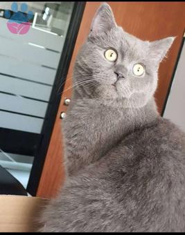 British Shorthair Cinsi Kedime Eş Arama