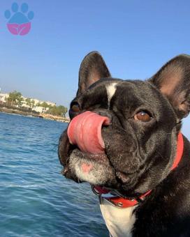 French Bulldog Köpeğime Eş Arıyorum