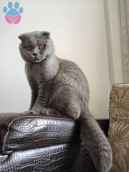 Scottish Fold Cinsi Oğluma Eş Arıyorum