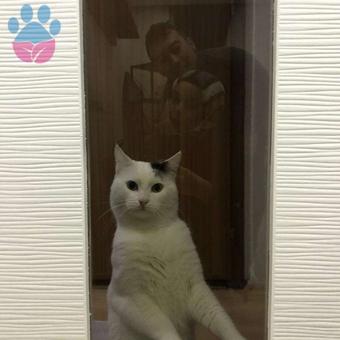 Van Kedisi Cinsi Oğluma Eş Arıyorum