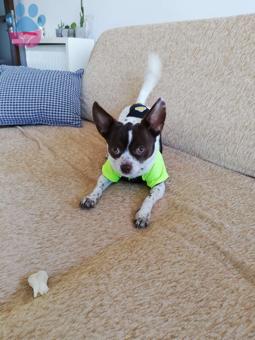 Chihuahua Oğluma Eş Arıyoruz ?