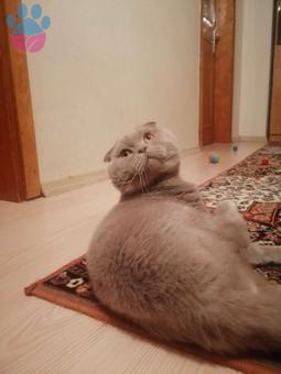 2 Yaşında Scottish Fold Oğluma Dişi Prenses Arıyorum