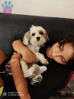 Maltese Terrier Kızıma Eş Arıyorum 1.5 Yaşında