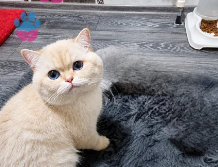 British Shorthair 2 Yaşında Eş Arıyor - 118964316