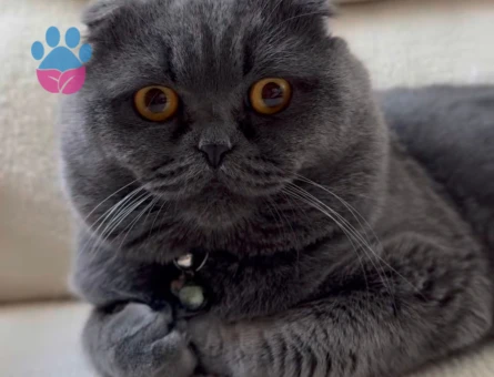 Scottish Fold Oğluma Eş Arıyorum 2 Yaşında