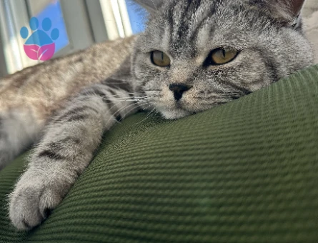 BRİTİSH SHORTHAİR