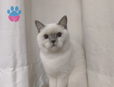 British bluepoint Dişi kedimize eş arıyoruz