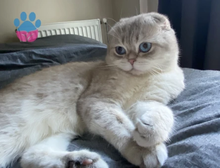 Scotish Blue Point Oğlumuza Eş Arıyoruz