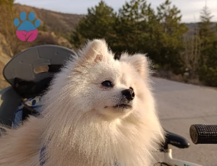 Pomeranian Boo 1 Yaşında Oğluma Eş Arıyorum