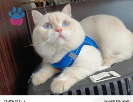 British Shorthair Kedime Dİşi Arıyorum