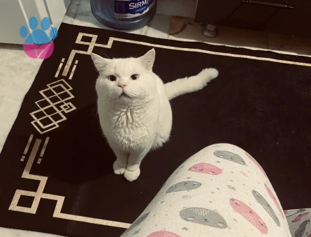 British Shorthair Güzel Oğlum Eş Arıyor - 118974792