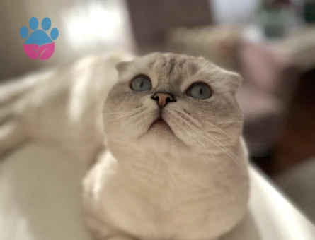 Scottish fold 2 yaşında Eş Arıyor
