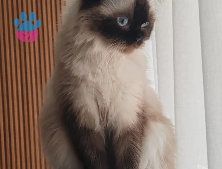 British Longhair Dişi Kedim Eş Arıyor